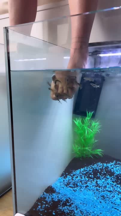 Fuß einer Kundin im Aquarium der Garra-Rufa-Fischpediküre